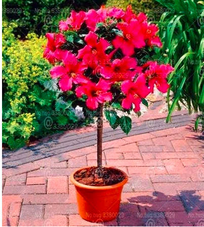 Tricolor Hibiscus Flower Seed Tree Perennial Flowering Potted Plants (Color 3)