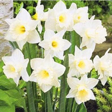 NarcissusFlowerDaffodilSeedAbsorptionRadiation-(Color:White)