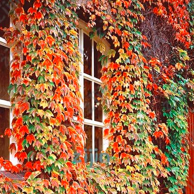 Boston Red Ivy Japanese Creeper Grass Send Randomly