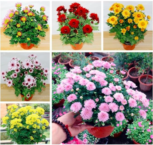 Spray Chrysanthemum Seed Beautiful Flowers Mixed