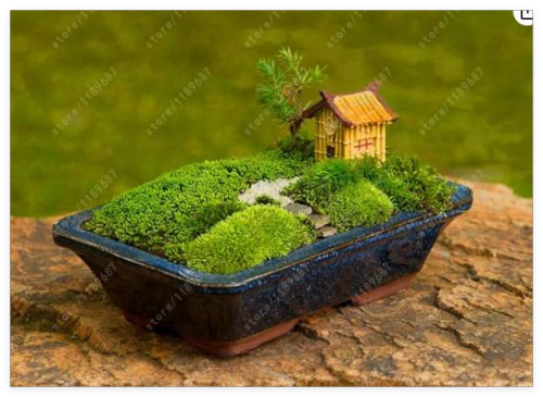 Seed moss grass,Sagina Subulata decorative grass potted plant for home garden