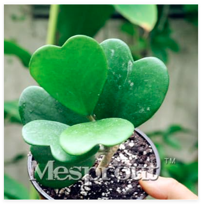 Fresh Hoya,Potted Hoya Carnosa Flower Garden Plants Perennial Planting Orchid (Color: 14)