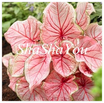 ImportedCaladiumPlantPerennialforTheGarden&HomeBeautifyinBalconySeedDecor-(Color:23)