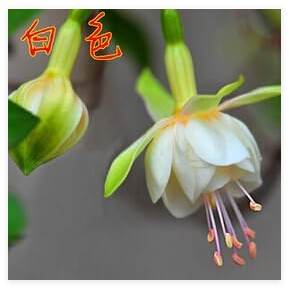 FuchsiaSeeds,MilkyWhiteDoubleFlowers