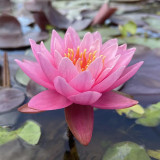 Nymphaea 'Mayla' Seeds