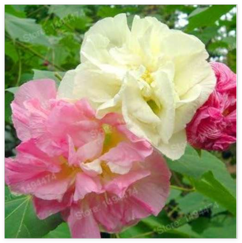 Mixed Colors Hibiscus Plant China's Flower Seeds (Color 2)