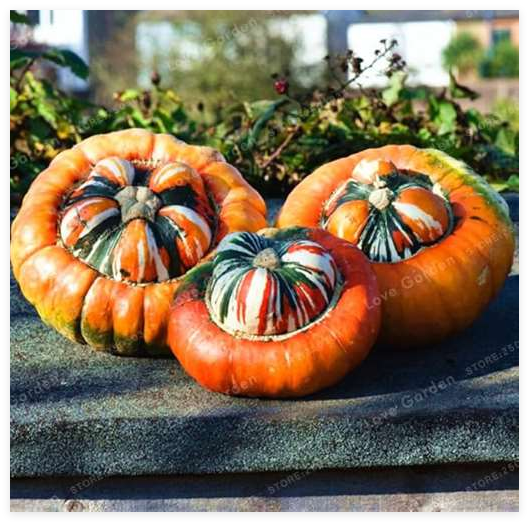 HomeGrownDecorativePumpkinSeedHeirloomVegetableSeedCucurbitaPepoTurkishTurbanPumpkinSeedGardenPlant