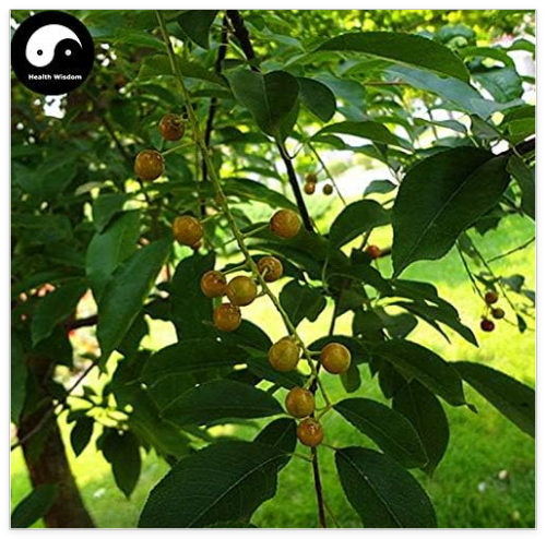 Prunus Padus Tree Semente 20pcs Plant Padus Racemosa for Chou Li