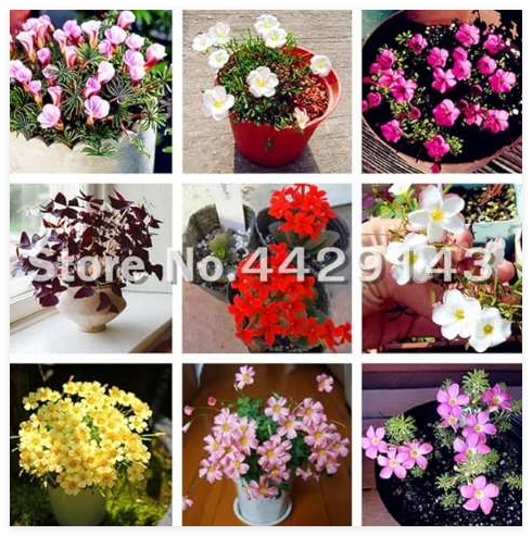 Oxalis Versicolor Flowers Seeds So Beautiful World's Rarest Flowers for Garden Home Planting Flowers - (Color: mixed)