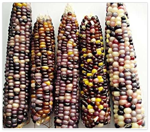 Rainbow Corn Vegetable Glass Gem Heirloom Indian Corn Non-GMO Plant