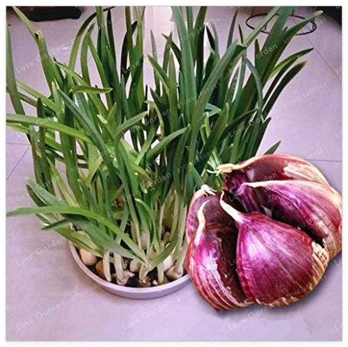 Multi-petals Garlic Seed Organic