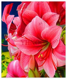 Amaryllis Bulbs (Color 23)