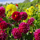 Mixed-Color Double-Petal Dahlia Seeds – Large Blooms, Perennial Herb, Easy to Grow