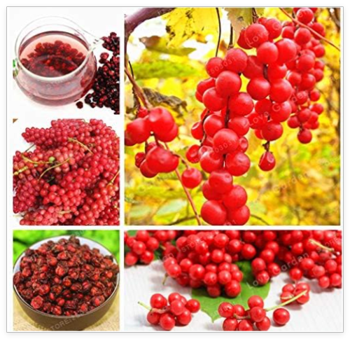 Schisandra Seed Tree Fruit Bonasi Tree for Home Garden Plant Chinese Magnolia Vine Edible Fruit Seed Potted