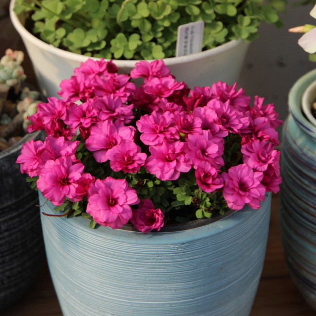 Oxalis Glabra Series Bulb - 'Double', Pack of 10 Bulbs
