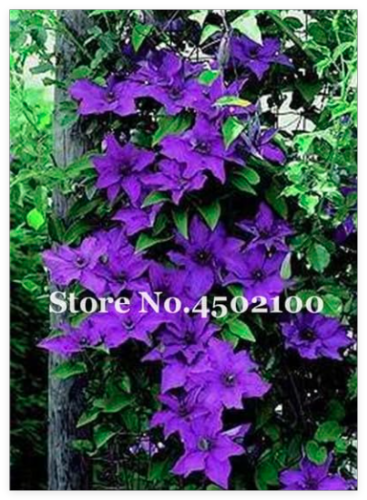 Climbing Clematis Seeds (Color 12)