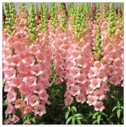 Sweet Pink Snapdragon Flower Seeds