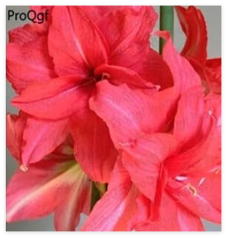 Amaryllis Bulbs True Hippeastrum Bulbs