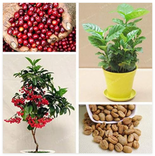 Coffee Beans Seeds