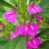 IMP05 Mixed Color Balsam Seeds - Bright & Beautiful Impatiens Balsamina for Stunning Gardens