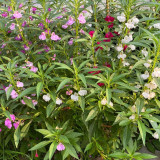 IMP05 Mixed Color Balsam Seeds - Bright & Beautiful Impatiens Balsamina for Stunning Gardens