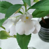 IMP05 Mixed Color Balsam Seeds - Bright & Beautiful Impatiens Balsamina for Stunning Gardens