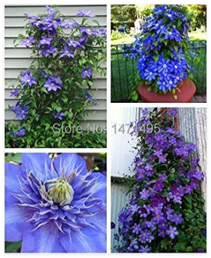 RareSkyBlueClematisHybridasHangingFlowerPottedBalconySementesDeFloresforFlowerPotPlanter