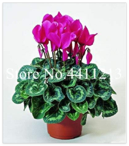 Cyclamen Flower Seeds, Beautiful Bonsai Flower for Home Garden