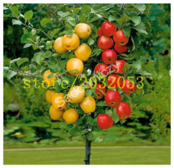 AppleTreeDwarfSeedAppleTreeMiniFruitforHomeGardenPlanting