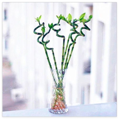 Lucky Bamboo Choose Potted Seed (Color 3)