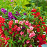 IMP05 Mixed Color Balsam Seeds - Bright & Beautiful Impatiens Balsamina for Stunning Gardens