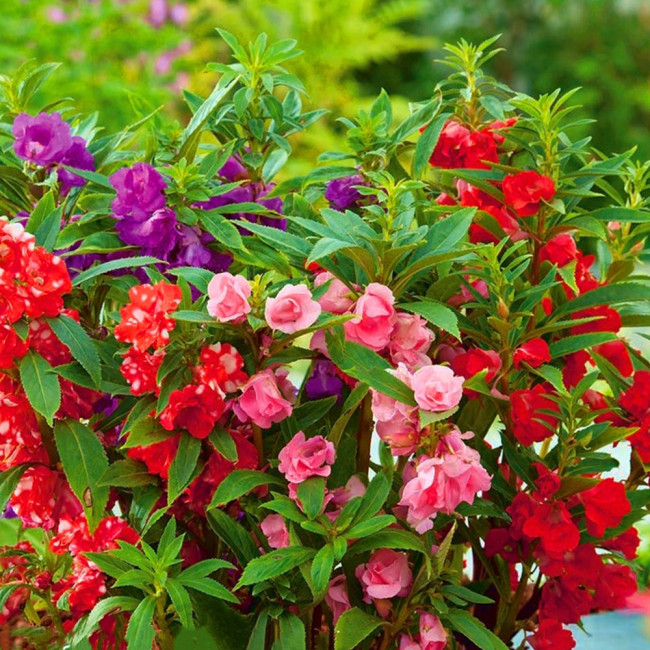 IMP05 Mixed Color Balsam Seeds - Bright & Beautiful Impatiens Balsamina for Stunning Gardens