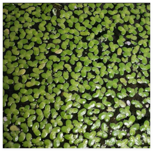 Floating Seeds Aquarius: Duckweed Lemna Large Portion