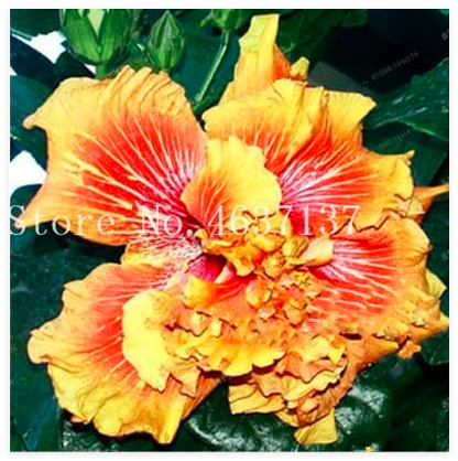 Hibiscus Seed Perennial Flower (Color 2)