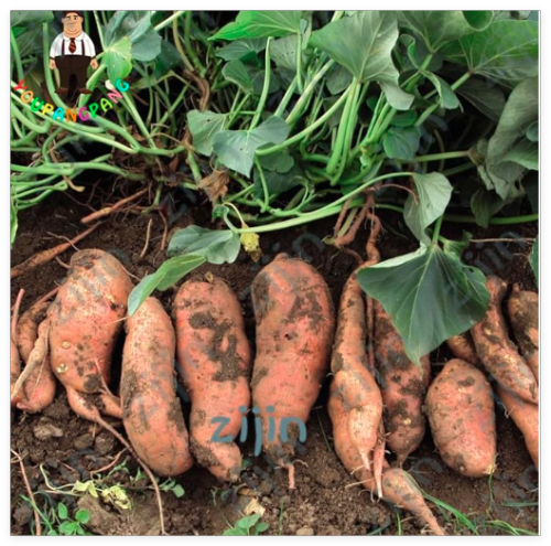Sweet Potatoes Seed Ipomoea Batatas Ingredients Organic Non-GMO Vegetable