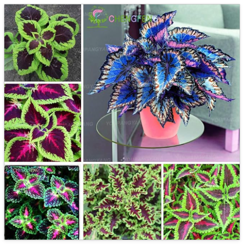 Rare Coleus Plants Seeds Rainbow Coleus
