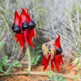 Grow Sturt's Desert Pea – Unique Australian Wildflower Seeds for Arid Gardens