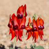 Grow Sturt's Desert Pea – Unique Australian Wildflower Seeds for Arid Gardens