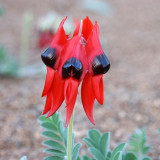 Grow Sturt's Desert Pea – Unique Australian Wildflower Seeds for Arid Gardens