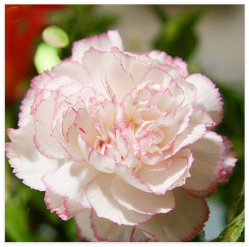 Carnation Seeds (Color 20)