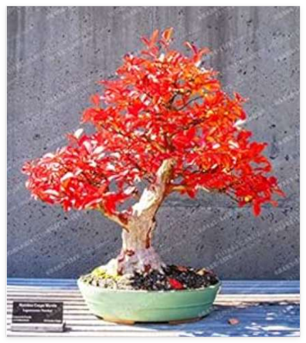 Red Oak Tree Seed Quercus Alba Acorns Seed for Home Garden