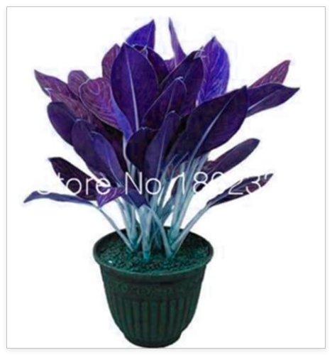 Aglaonema Seeds, Radiation Absorption, Indoor Planting Office Desktop Ornamental