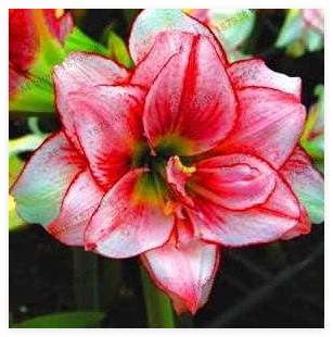 Amaryllis Bulb (Color 14)