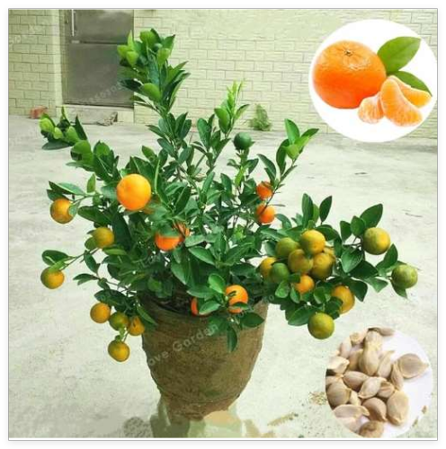 Citrus Reticulata Seed Potted Edible Organic Orange Fruit