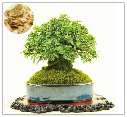 Chinese Seed Elm Seed Exotic Ulmus Parvifolia Ulmus Pumila Woody Perennial Outdoor Decoration Seed Home Garden