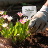 N305 T-shaped Plant Labels 15cm, Writable and Reusable for Indoor and Outdoor Gardens