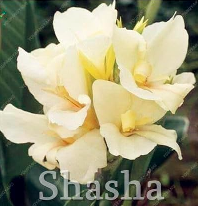 Exotic Canna Lily Flower Seeds Outdoor & Indoor (Color 17)