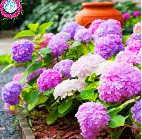 JapaneseRareHydrangeaFlowerSeeds(Color9)