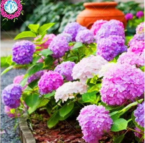 Japanese Rare Hydrangea Flower Seeds (Color 9)