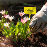 N307 T-Shaped Plant Tags, 13cm Writable Waterproof Garden Labels for Indoor/Outdoor Plants, Durable PP Material, Yellow and White Colors